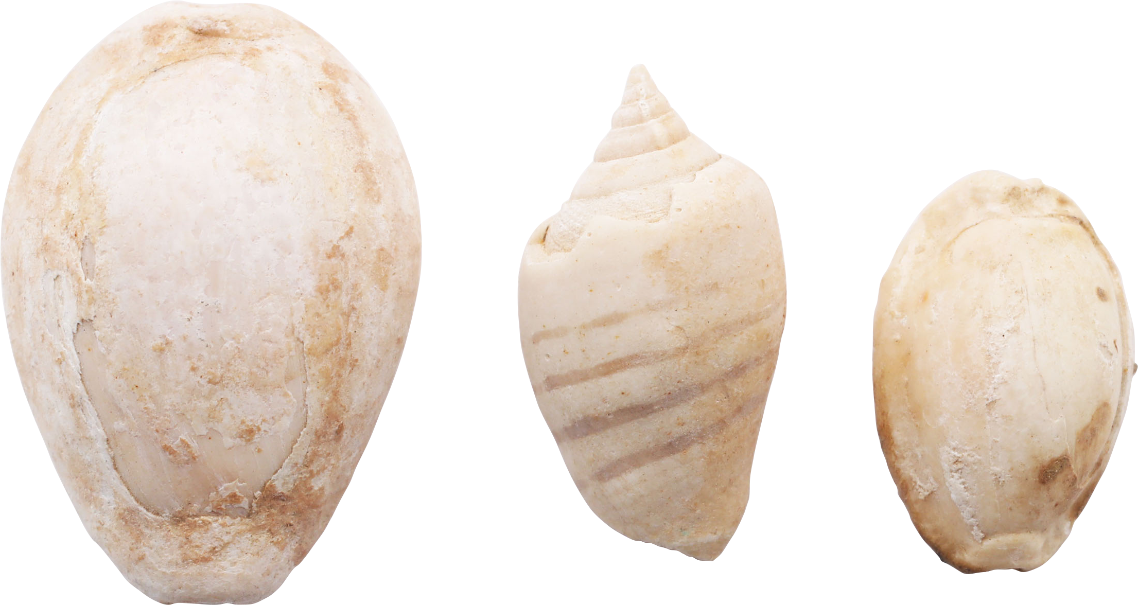 ANCIENT EGYPTIAN SHELLS - Fagan Arms