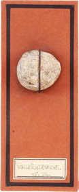 MEDIEVAL EUROPEAN SLING PROJECTILE