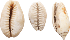 ANCIENT EGYPTIAN SHELLS - Fagan Arms