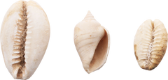 ANCIENT EGYPTIAN SHELLS - Fagan Arms