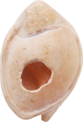 ANCIENT EGYPTIAN SHELL AMULET, 2686-1070BC - Fagan Arms
