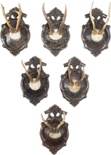BLACK FOREST ROE DEER TROPHY MOUNTS SET OF SIX C.1880’S
