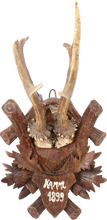 BLACK FOREST ROE DEER MOUNT, 1899