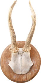ROE DEER ANTLER MOUNT