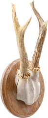 ROE DEER ANTLER MOUNT - Fagan Arms