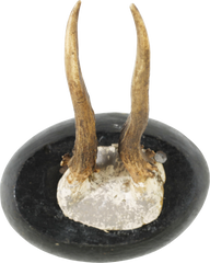 ANTLER MOUNTS FROM A BLACK FOREST HUNTING LODGE - Fagan Arms