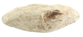 WITH DISTINCT TEETH MARKS! ROMAN SLING PROJECTILE C.100-300 AD.