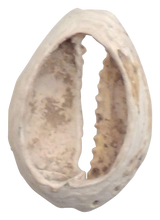 VIKING COWRIE SHELL BOOTY, C.800-1000 AD