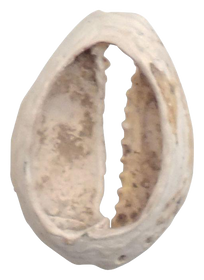 VIKING COWRIE SHELL BOOTY, C.800-1000 AD