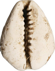 VIKING COWRIE SHELL PENDANT, 9th-11th CENTURY AD - Fagan Arms