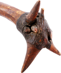 PENOBSCOT INDIAN WAR CLUB, C.1900-1910 - Fagan Arms