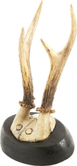 ROE DEER MOUNTS FROM A BOHEMENIAN HUNTING LODGE - Fagan Arms