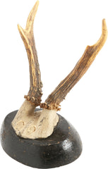 ROE DEER MOUNTS FROM A BOHEMENIAN HUNTING LODGE - Fagan Arms