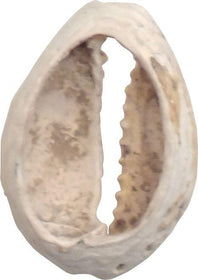 VIKING COWRIE SHELL BOOTY, C.800-1000 AD